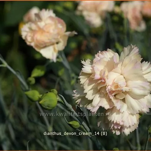 Dianthus 'Devon Cream'