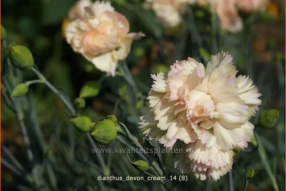 Dianthus 'Devon Cream'