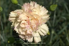 Dianthus 'Devon Cream'