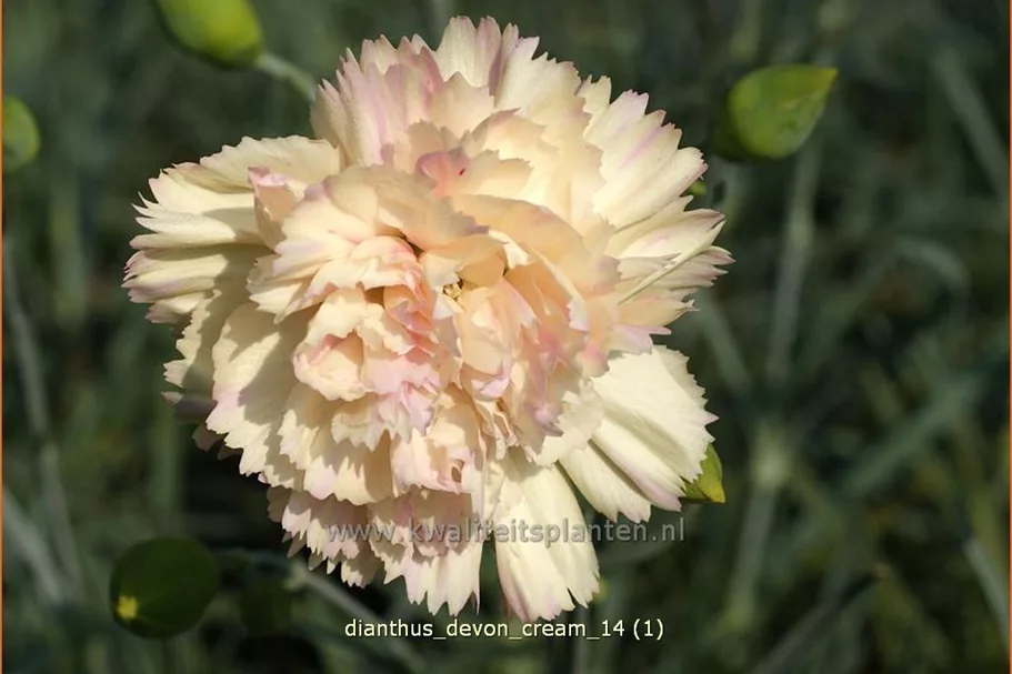 Dianthus 'Devon Cream'