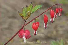 Dicentra spectabilis 'Valentine'®