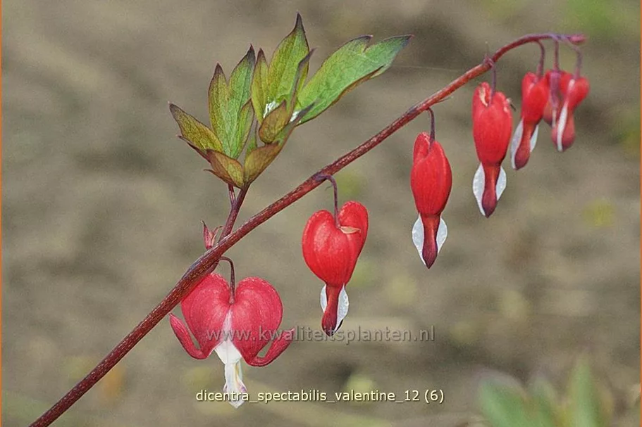 Dicentra spectabilis 'Valentine'®