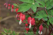 Dicentra spectabilis 'Valentine'®