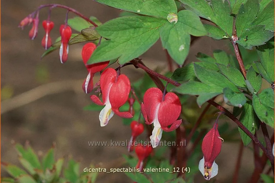 Dicentra spectabilis 'Valentine'®