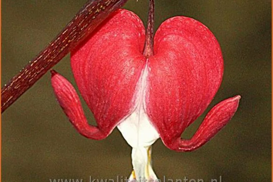 Dicentra spectabilis 'Valentine'®