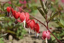 Dicentra spectabilis 'Valentine'®