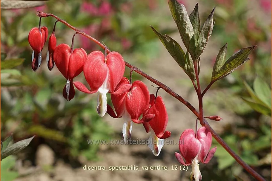 Dicentra spectabilis 'Valentine'®