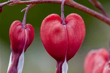 Dicentra spectabilis 'Valentine'®