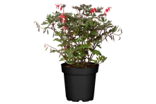 Dicentra spectabilis 'Valentine'®