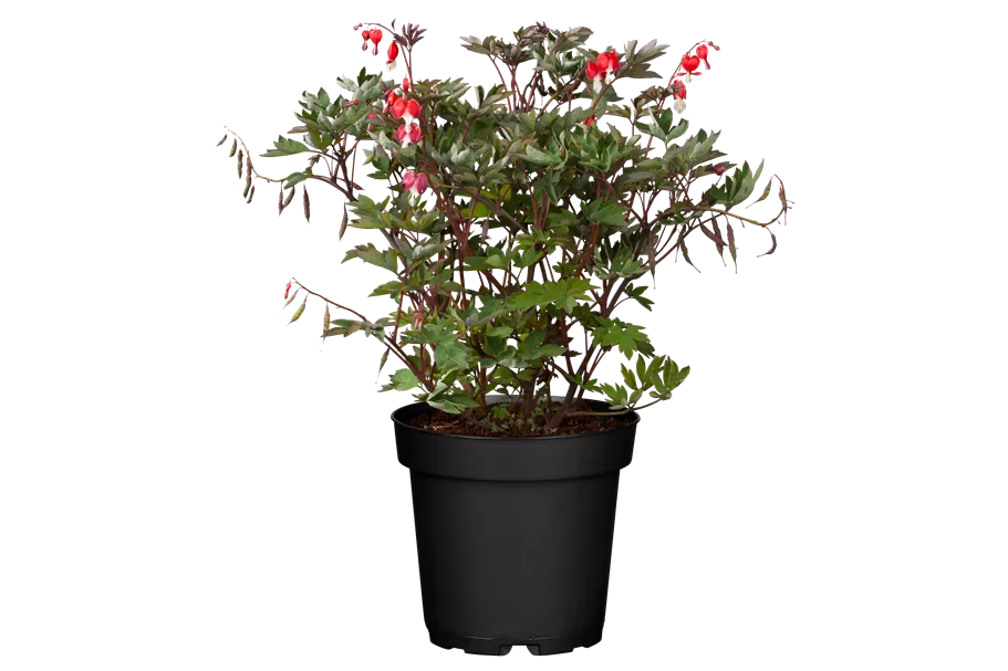 Dicentra spectabilis 'Valentine'®