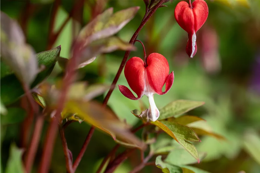 Dicentra spectabilis 'Valentine'®