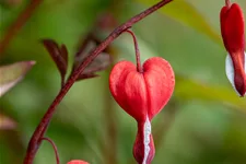 Dicentra spectabilis 'Valentine'®