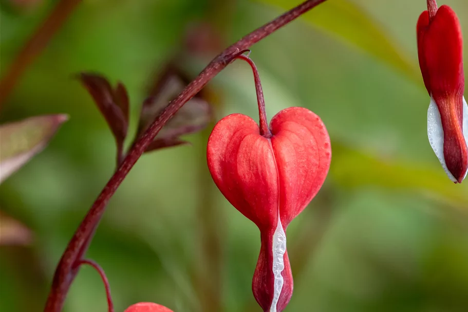 Dicentra spectabilis 'Valentine'®
