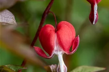 Dicentra spectabilis 'Valentine'®
