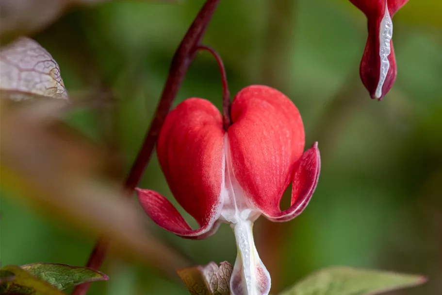 Dicentra spectabilis 'Valentine'®