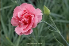 Dianthus plumarius 'Doris'