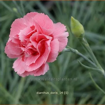 Dianthus plumarius 'Doris'