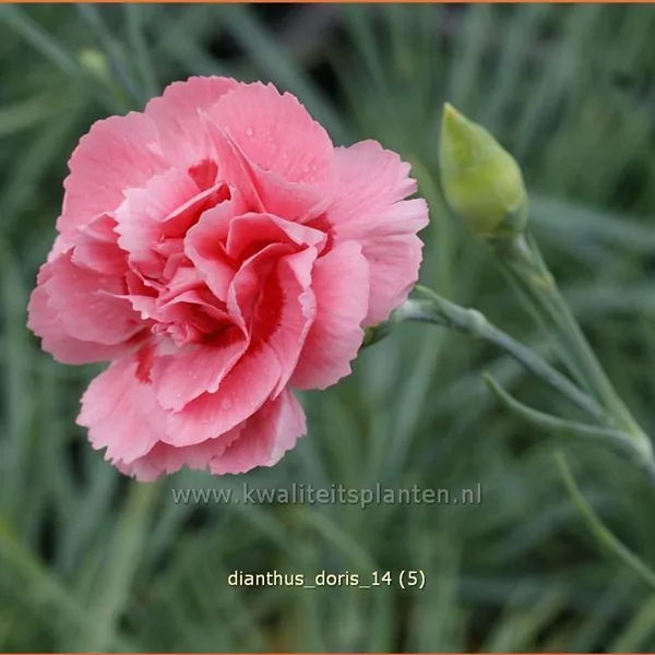 Dianthus plumarius 'Doris'