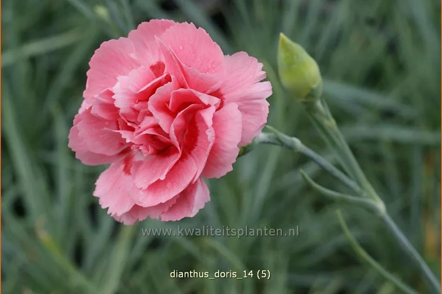 Dianthus plumarius 'Doris'