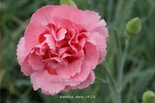 Dianthus plumarius 'Doris'