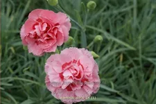 Dianthus plumarius 'Doris'