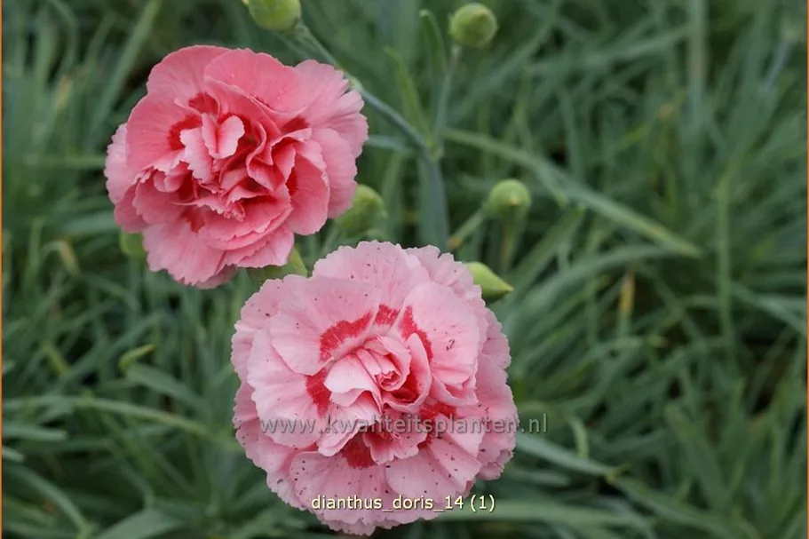 Dianthus plumarius 'Doris'