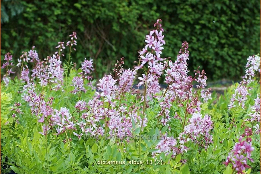 Dictamnus albus