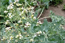 Crambe maritima