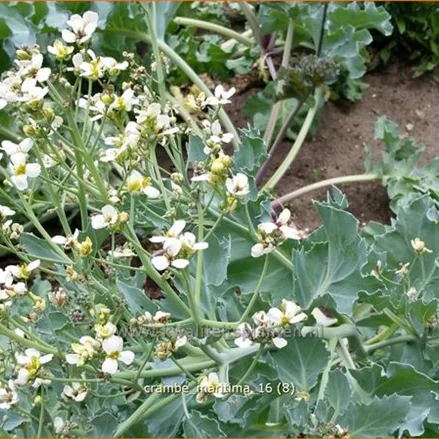 Crambe maritima