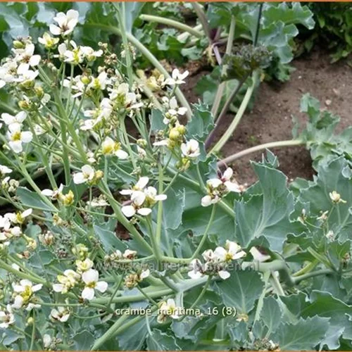 Crambe maritima