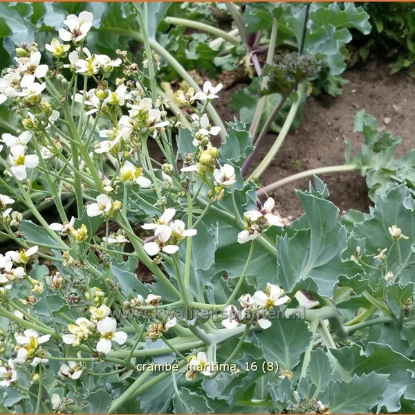 Crambe maritima