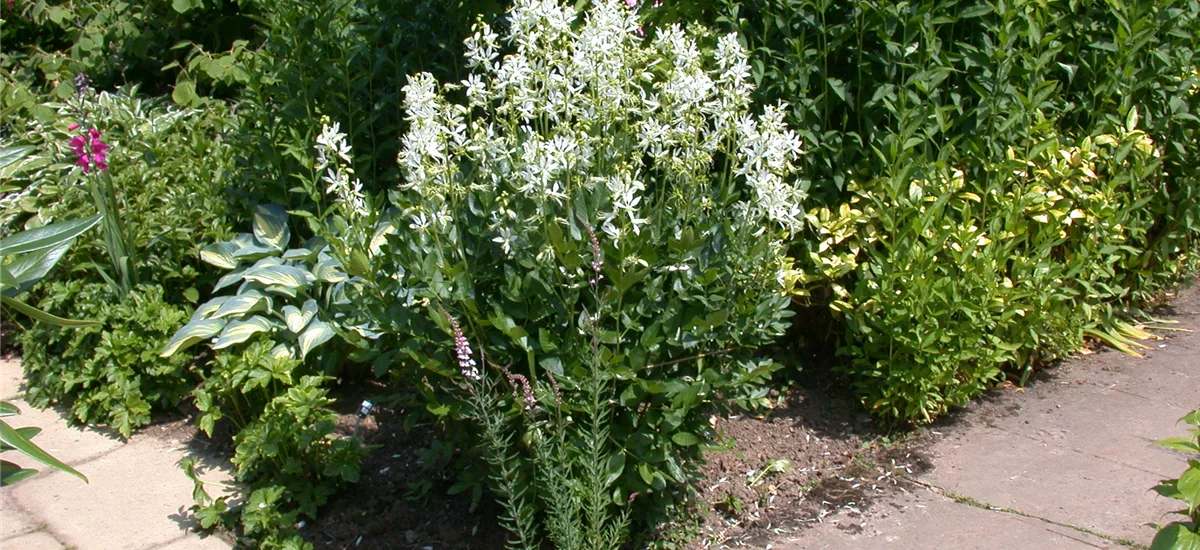 Dictamnus albus 'Albiflorus'