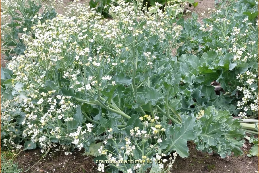 Crambe maritima