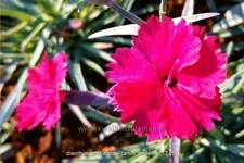 Dianthus gratianopolitanus 'Badenia'