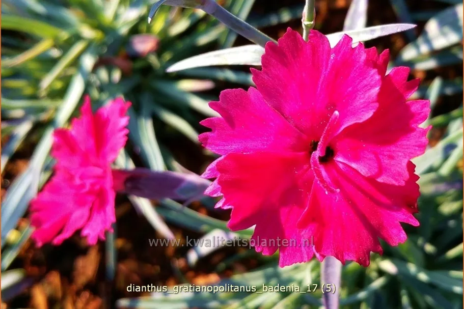Dianthus gratianopolitanus 'Badenia'