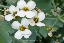 Crambe maritima