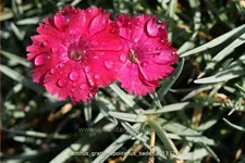 Dianthus gratianopolitanus 'Badenia'