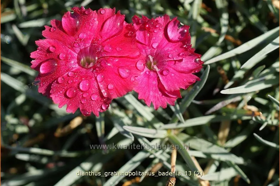 Dianthus gratianopolitanus 'Badenia'