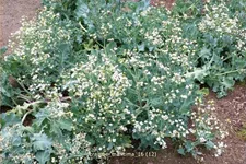Crambe maritima