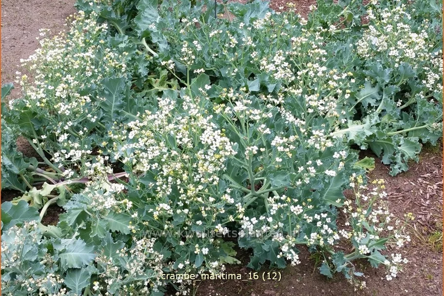 Crambe maritima