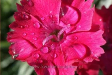Dianthus gratianopolitanus 'Badenia'