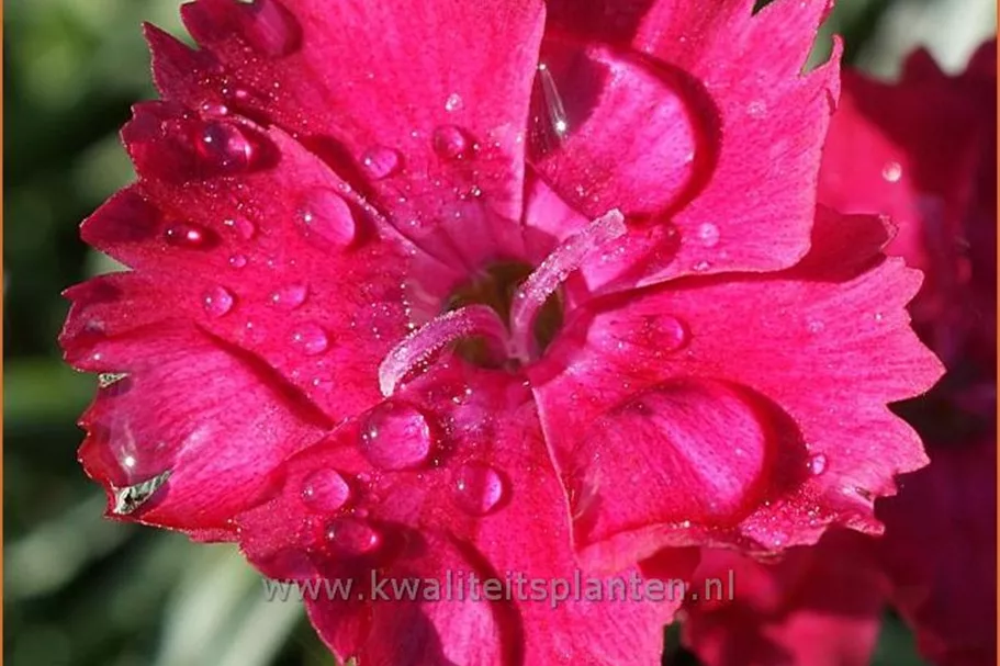 Dianthus gratianopolitanus 'Badenia'