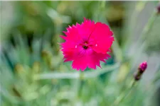 Dianthus gratianopolitanus 'Badenia'