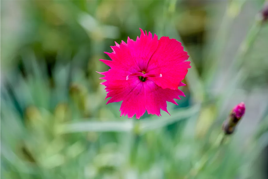Dianthus gratianopolitanus 'Badenia'