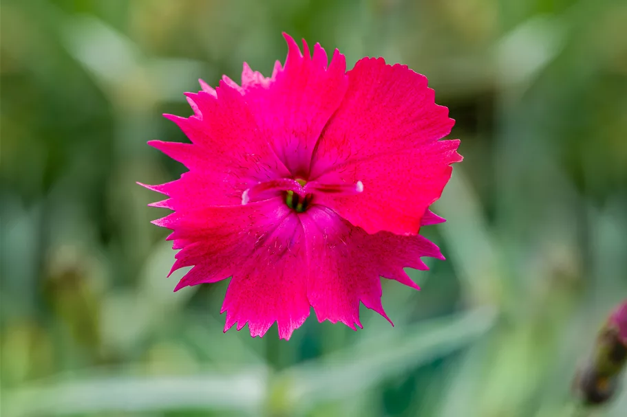 Dianthus gratianopolitanus 'Badenia'