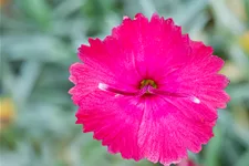 Dianthus gratianopolitanus 'Badenia'