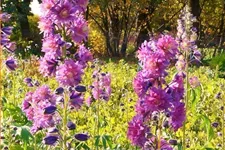Delphinium 'Flamenco' (pot 11 cm)