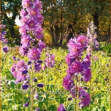 Delphinium 'Flamenco' (pot 11 cm)
