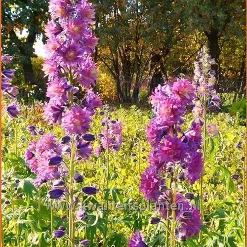Delphinium 'Flamenco' (pot 11 cm)