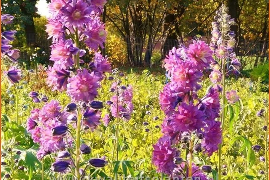 Delphinium 'Flamenco' (pot 11 cm)